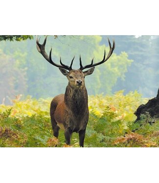 Live-Life Live Life | 3D | Ansichtkaart | 15,4 x 11,3 cm | Edelhert Front