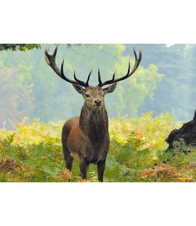 Live Life | 3D | Ansichtkaart | 15,4 x 11,3 cm | Edelhert Front