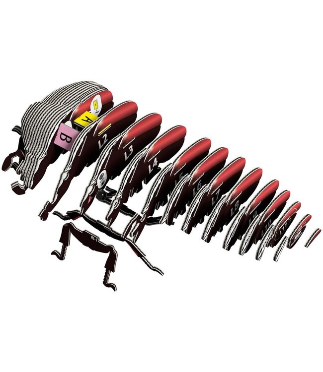 Eugy | 3D Cardboard Model Kit | Forest Life | Goliath Kever | 6+