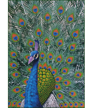 Bekking & Blitz Bekking & Blitz | Wilma de Kleine | Trots