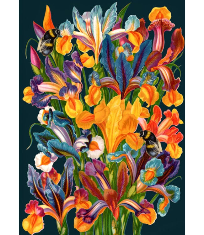 Madame Treacle | Midnight Iris