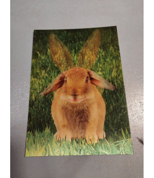 Lenticulaire Kaart Bewegend | Hangoor Konijn
