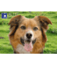 Lenticulaire Kaart Bewegend | Hond - Poes