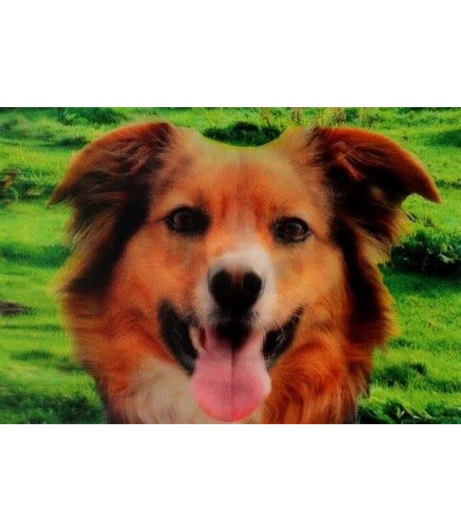 Lenticulaire Kaart Bewegend | Hond - Poes