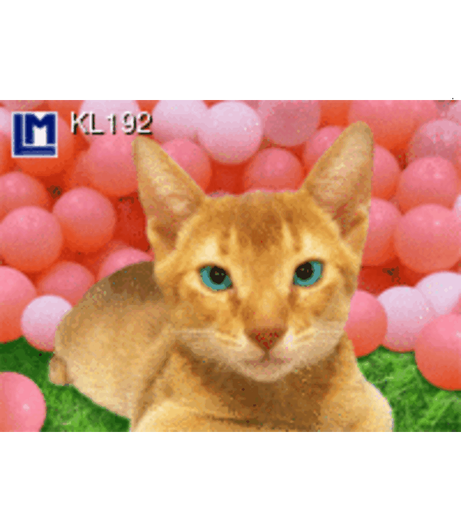 Lenticulaire Kaart Bewegend | Lachende Poes