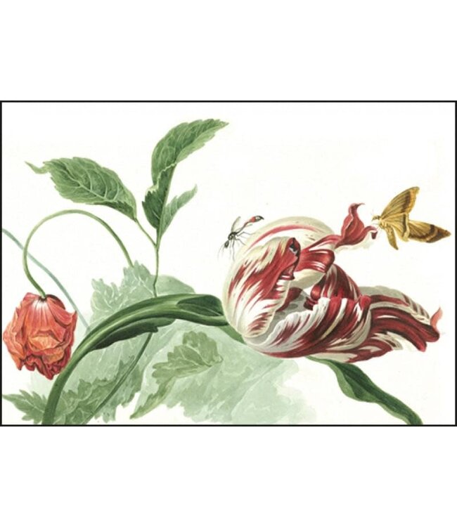 Bekking & Blitz | Willem van Leen | Tulip and a Poppy