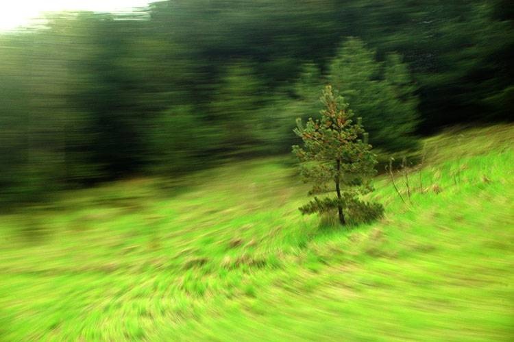 Akustikbild mit Motiv "Bäumchen"-thumb-2