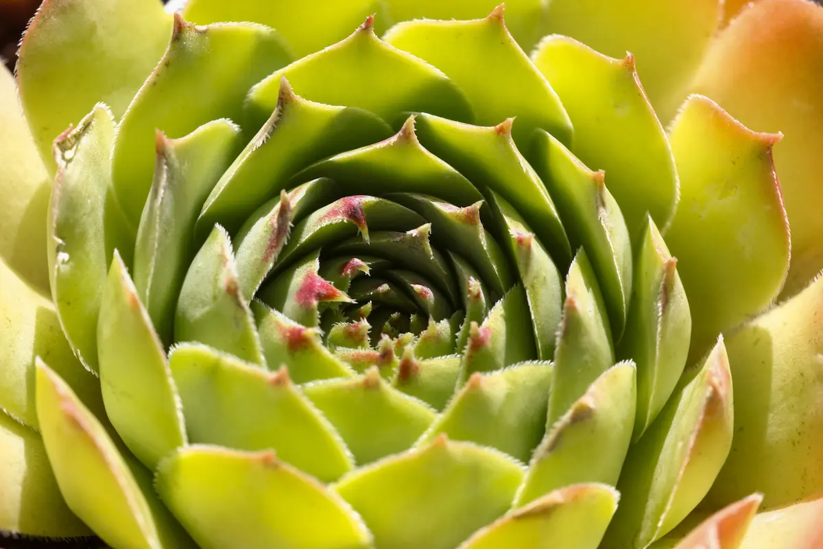 Akustikbild "Succulent Harmony"-thumb-2