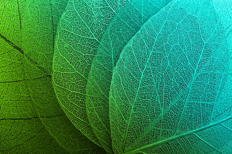 Akustikbild "Makrozauber Blätter-thumb-2