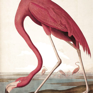 KEK panel Flamingo