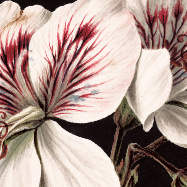 KEK circle White Flowers - 190cm - CK-071