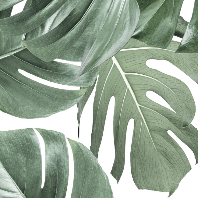 KEK Monstera white 2d - 97,4x280cm - WP-584