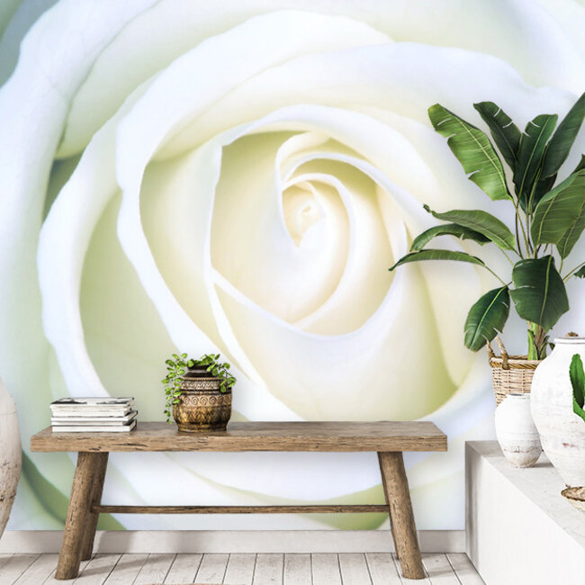 Dutch Wallcoverings Dutch Wallcoverings - 279x270cm - Witte Roos - Fotobehang - Vliesbehang