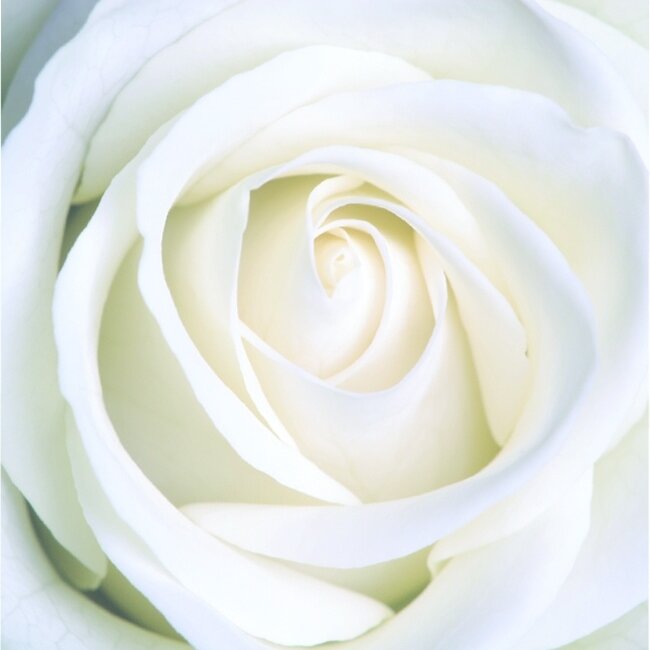 Dutch Wallcoverings Dutch Wallcoverings - 279x270cm - Witte Roos - Fotobehang - Vliesbehang