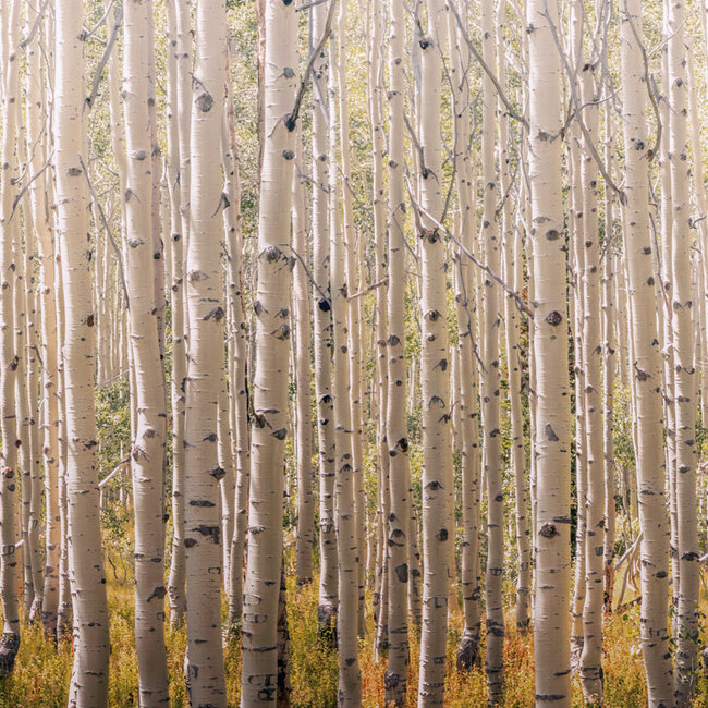 Dutch Wallcoverings Dutch Wallcoverings - Mural Birch Tree 159x280cm - Vliesbehang - 280cm x 159cm - A42601