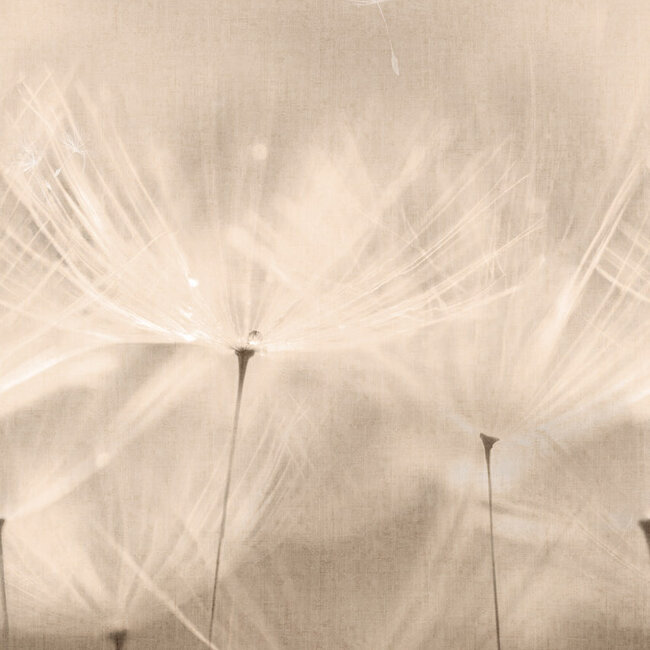 Dutch Wallcoverings Dutch Wallcoverings - Mural Dandelion 159x280cm - Vliesbehang - 280cm x 159cm - 203801