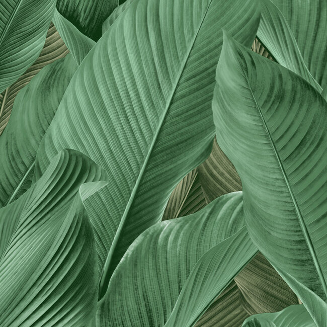Dutch Wallcoverings Dutch Wallcoverings - Tahiti - Banya groen - Vliesbehang - 10m x 53cm - 13304