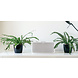 Bluesound Bluesound Pulse Mini 2i Zwart - Hifi speaker Bluesound Bluesound Pulse Mini 2i Zwart - Hifi speaker