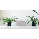 Bluesound Pulse Mini 2i Zwart - Hifi speaker