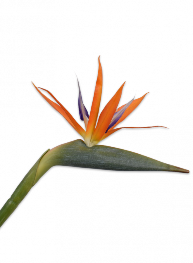 STRELITZIA STEEL ORANJE 95 cm