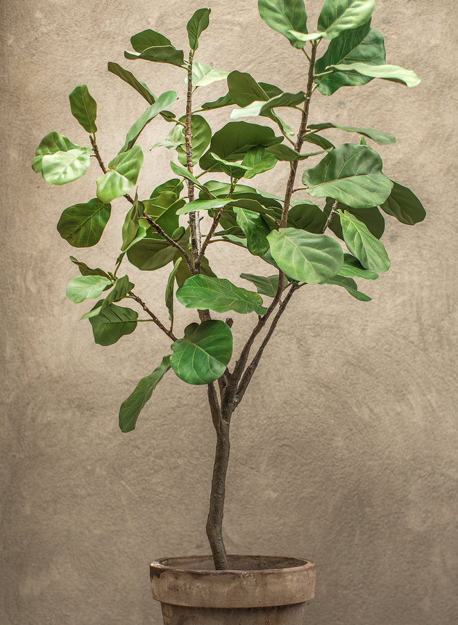 FICUS GROEN 254 cm