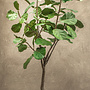 FICUS GROEN 254 cm