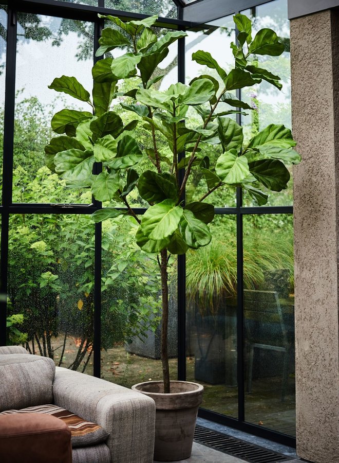 FICUS GROEN 254 cm