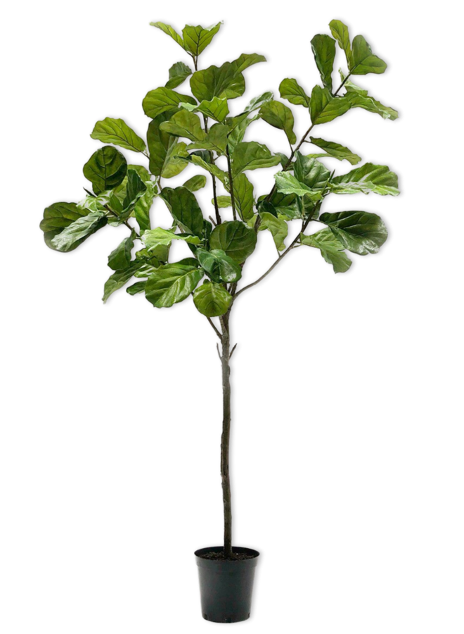 FICUS GROEN 254 cm
