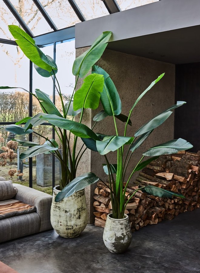 STRELITZIA GROEN