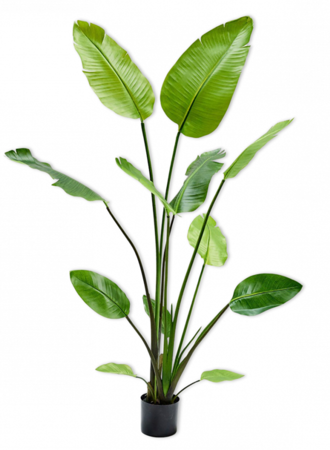 STRELITZIA GROEN