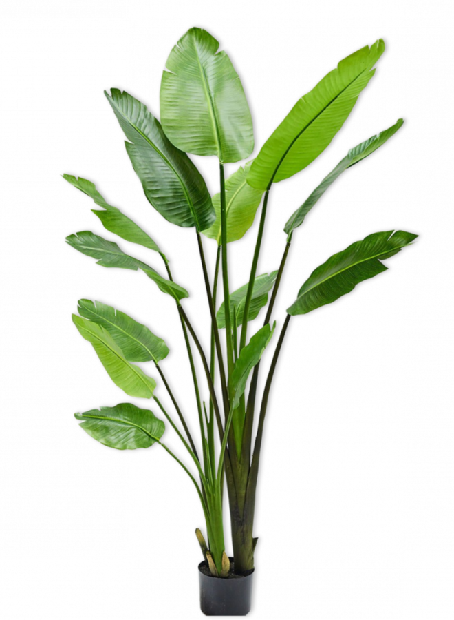 STRELITZIA GROEN