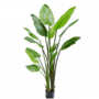 STRELITZIA GROEN