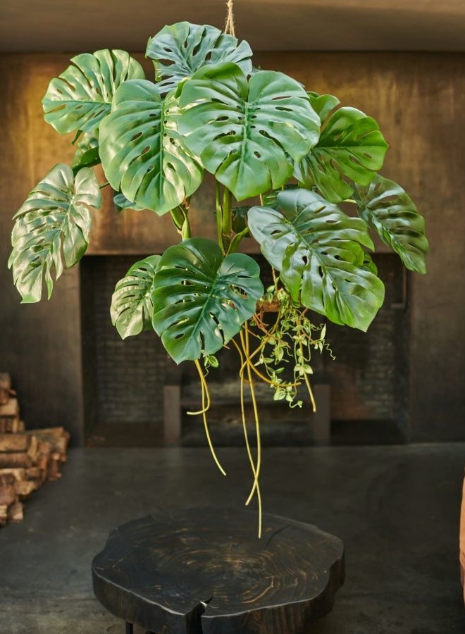 MONSTERA HANG GROEN 80CM