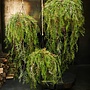 PLANT HANG GROEN 120 cm