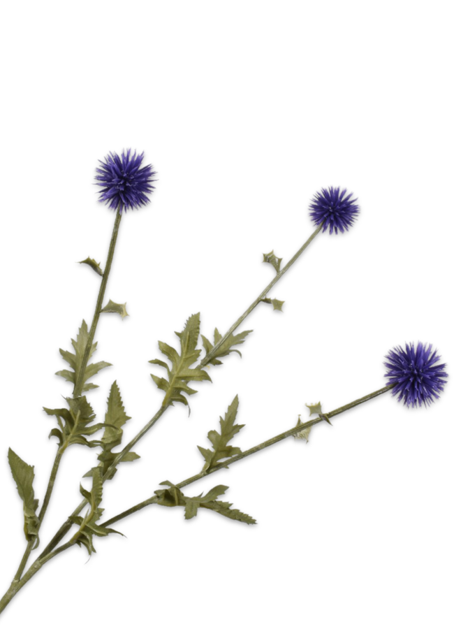 DISTEL TAK BLAUW 76 cm