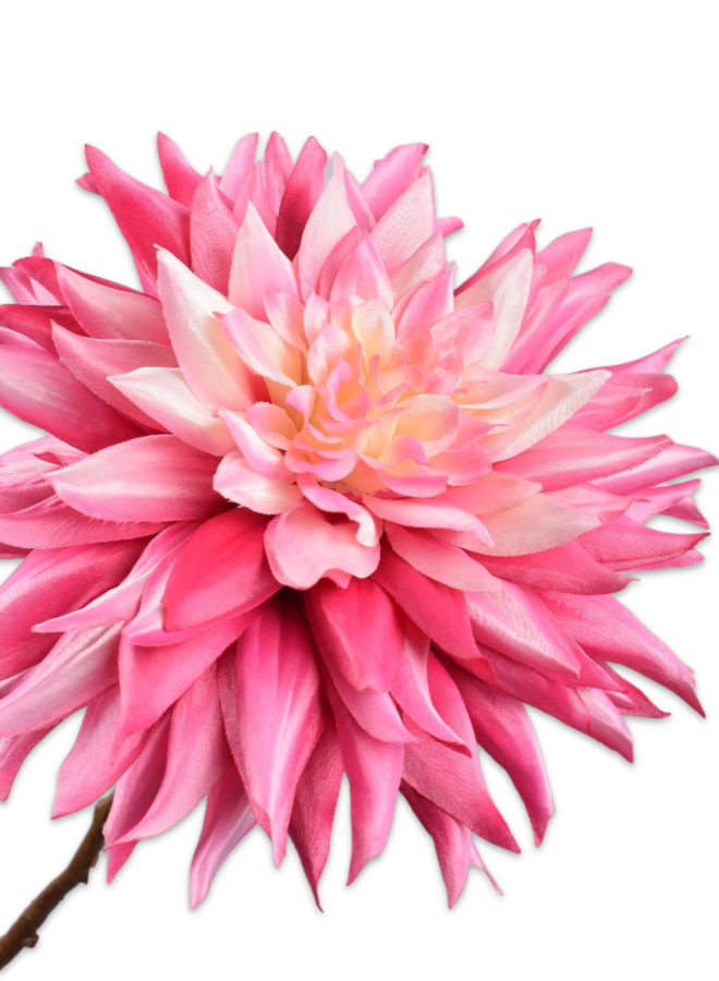 DAHLIA STEEL ROZE DK 65 cm