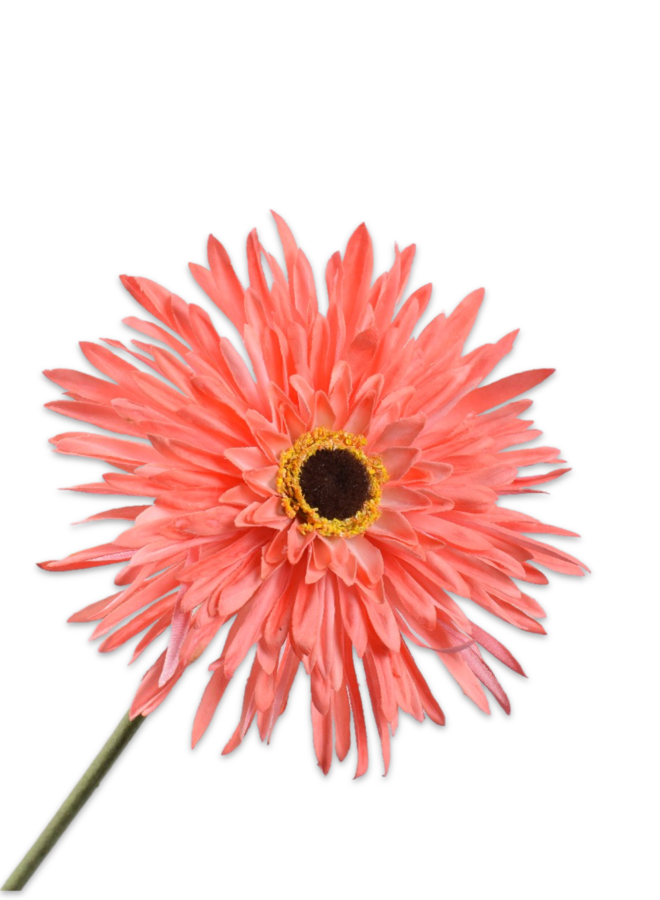 GERBERA STEEL ORA LT 57 cm