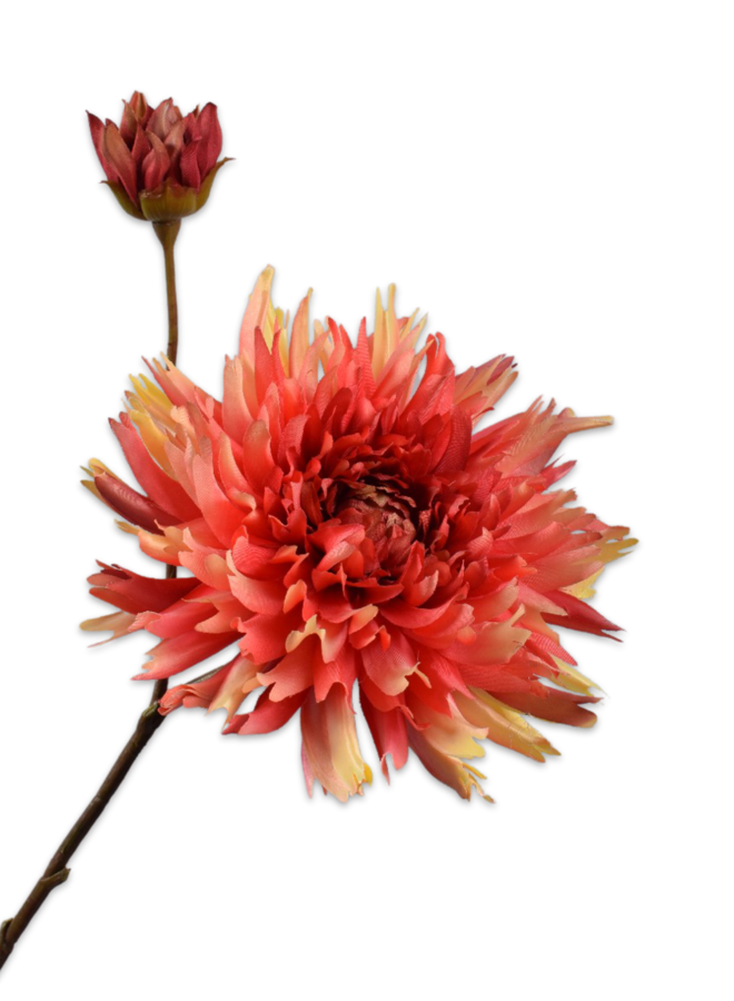 CHRYSANT TAK ORA/GL 78 cm