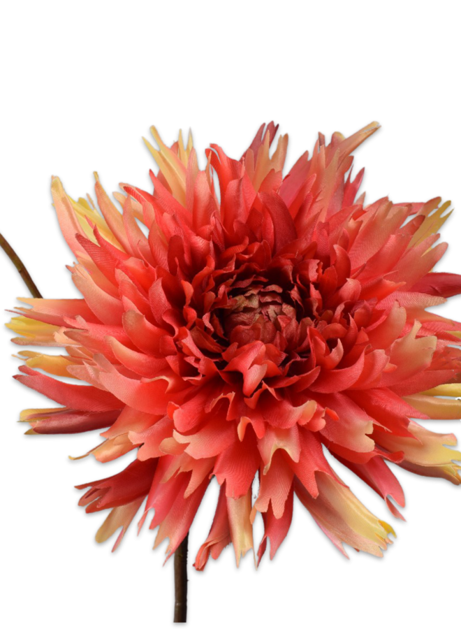 CHRYSANT TAK ORA/GL 78 cm