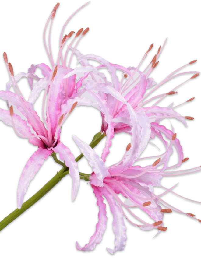 NERINE STEEL ROZE LT