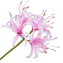 NERINE STEEL ROZE LT