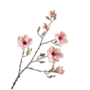 MAGNOLIA TAK CR/ROZ