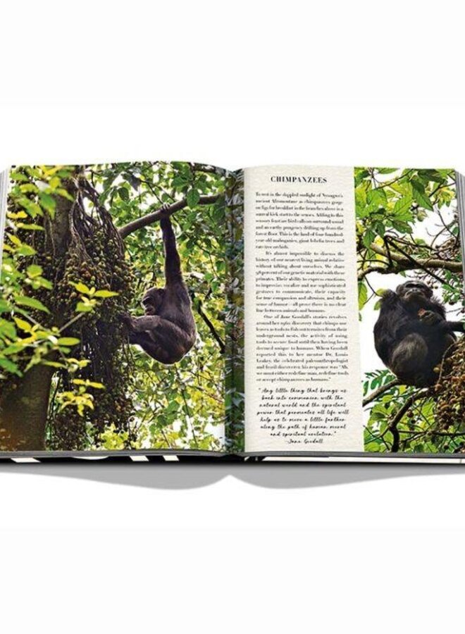 Assouline | African Adventures: The Greatest Safari on Earth