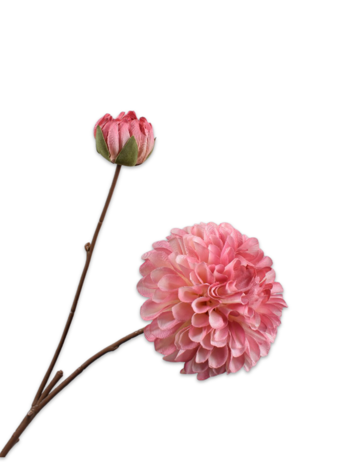 DAHLIA TAK ROZ/BTY 63 cm