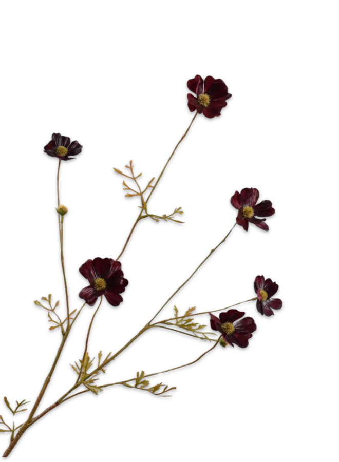 COSMOS TAK BORDEAUX RT 77 cm
