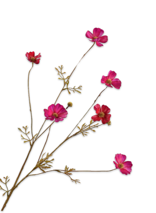 COSMOS TAK BEAUTY RT 77 cm