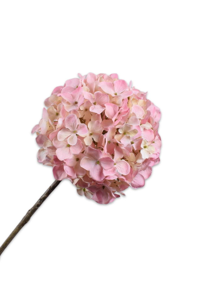 HORTENSIA STEEL ROZE 70 cm