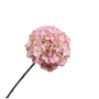 HORTENSIA STEEL ROZE 70 cm