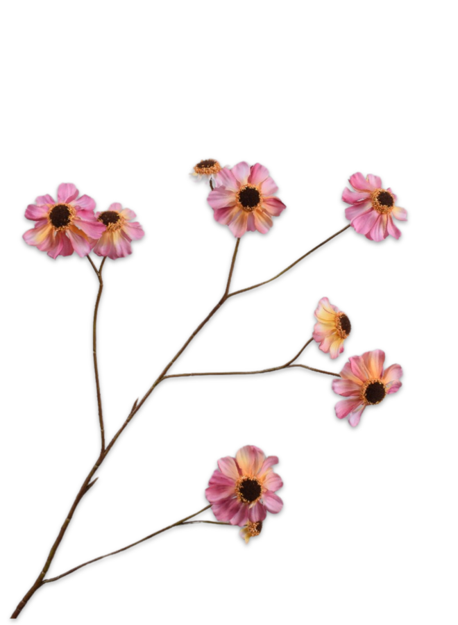 RUDBECKIA TAK ROZE