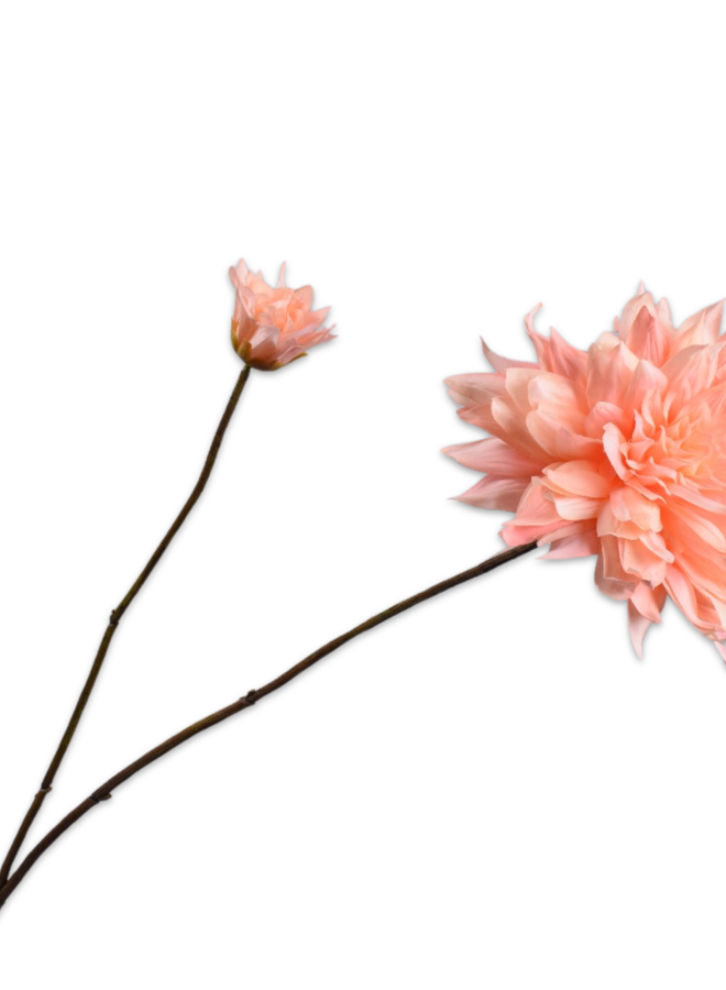 DAHLIA TAK CR/ROZ RT 102 cm